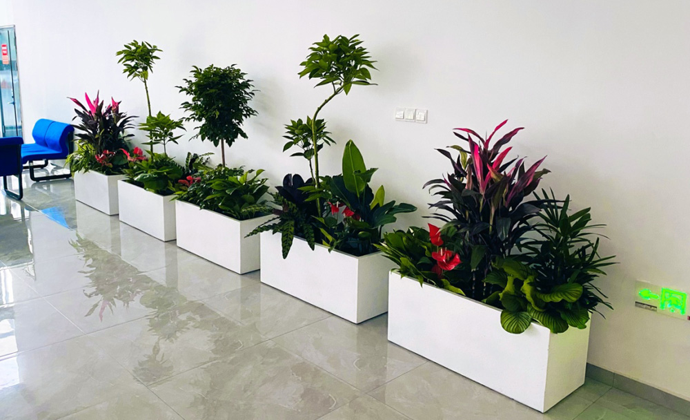 绿植零售
