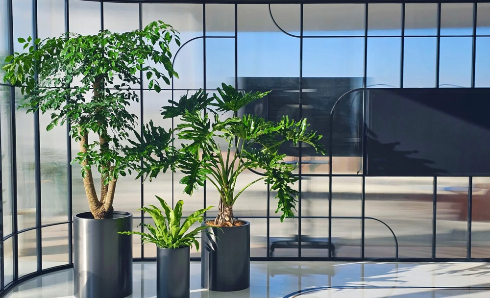 绿植租赁