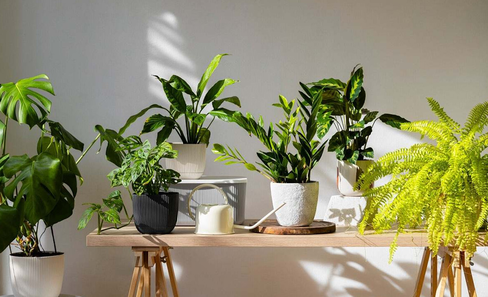 绿植零售