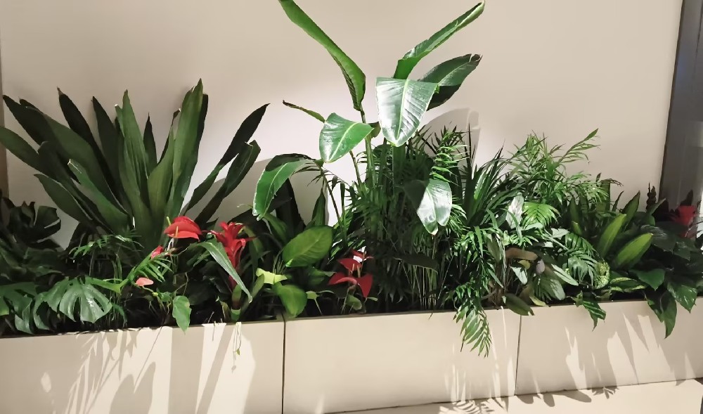 绿植采购与绿植租赁优劣解析，苏州企业适配指南