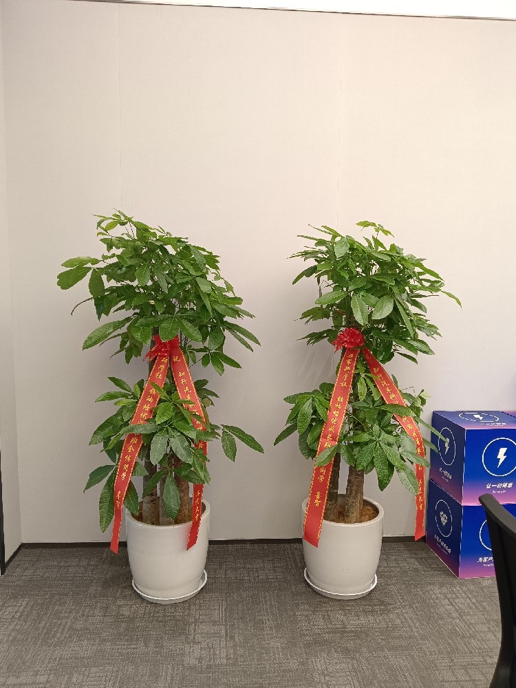 苏州三棵树园艺有限公司苏州绿植零售业务简介（家用/商用绿植选购配送）