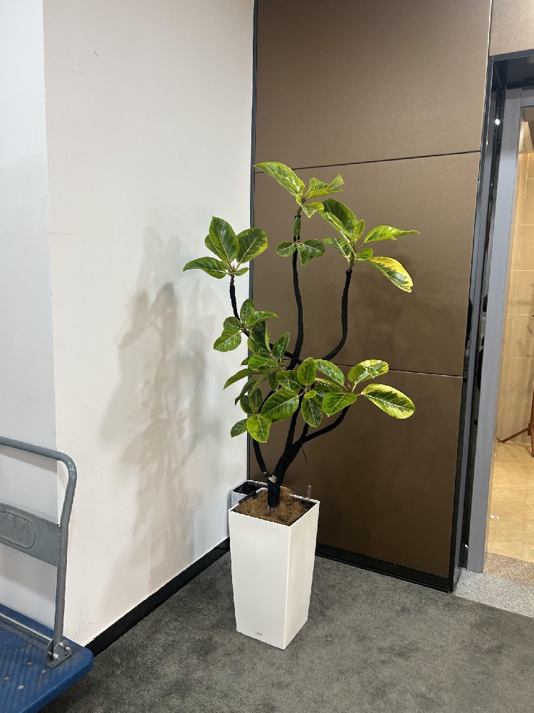 苏州开业乔迁送礼指南｜四款寓意吉祥的高端绿植，体面不出错