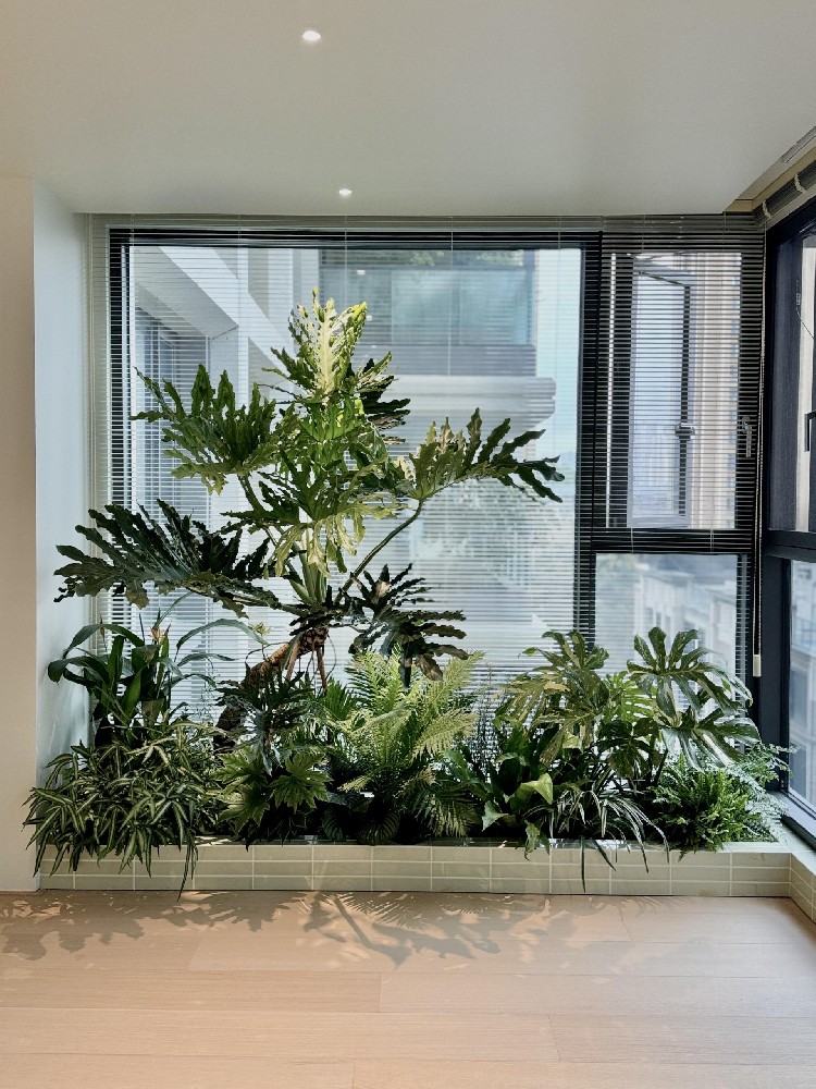 商用室内真植雨林造景｜高端企业、商业空间专属定制解决方案｜苏州三棵树园艺有限公司