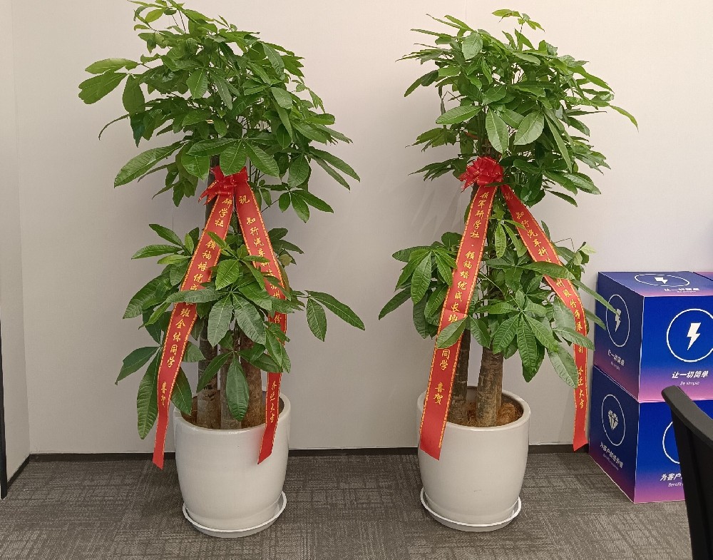 绿植零售（送货上门）